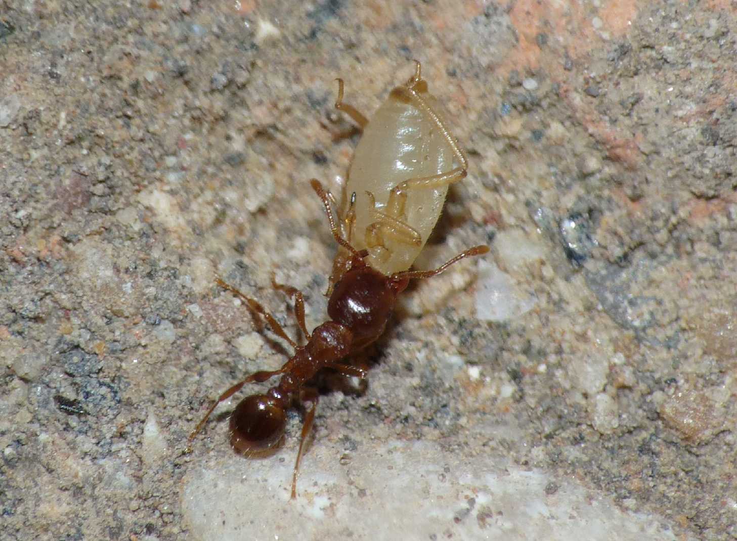 Aphididae ospiti delle formiche Tetramorium : Paracletus cimiciformis